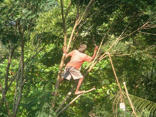 Baumfaeller im Baum.jpg